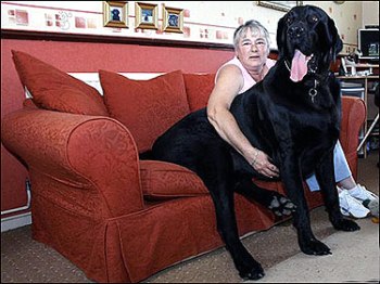 the-big-black-dog
