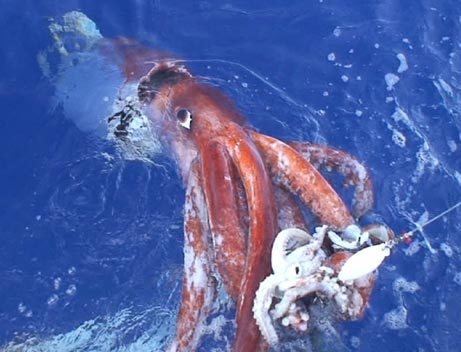 061222-giant-squid
