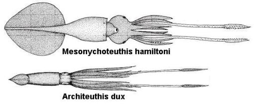 comparativa_architeuthis_dux_versus_mesonychoteuthis_hamiltoni_1
