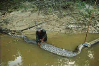 CHIRRIONERA O CHICOTERA(Víbora de Sonora) Dead-anaconda