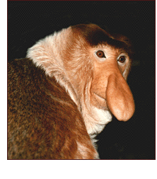 proboscis-monkey-1