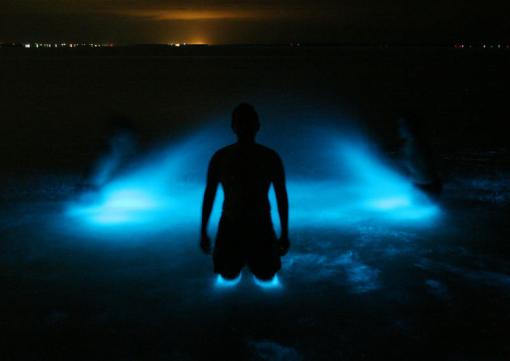 bioluminescence_33