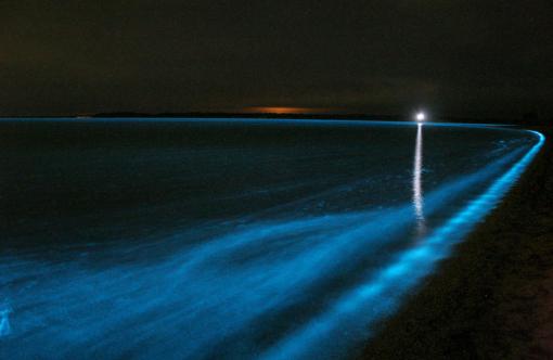 bioluminescence_37