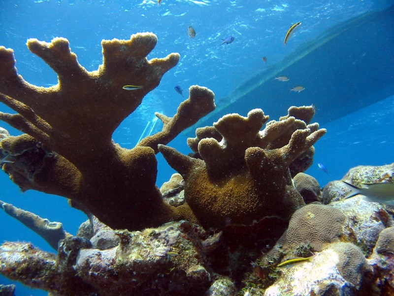 coral-elkhorn.jpg