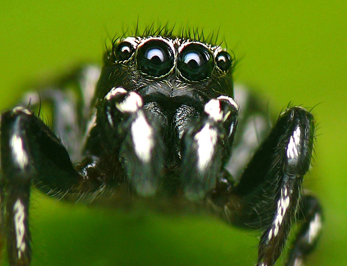 Macro fotografía. Ojos de araña. Heliophanus-kochii