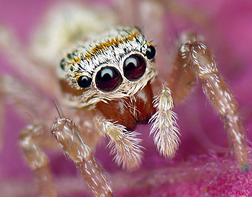 Macro fotografía. Ojos de araña. Icius-hamatus