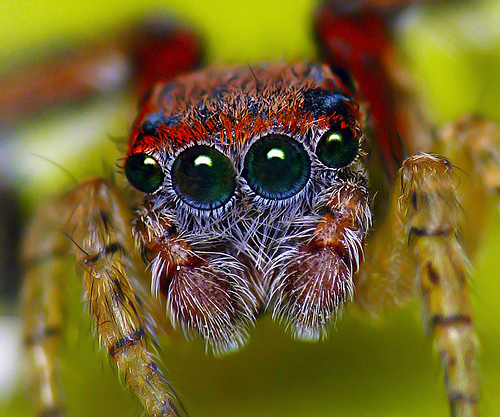 Macro fotografía. Ojos de araña. Saitis-barbipes