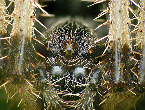 Macro fotografía. Ojos de araña. Spider_eyes