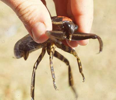 Los insectos y bichos mas grandes del mundo (Impresionantes) Belostomatidae