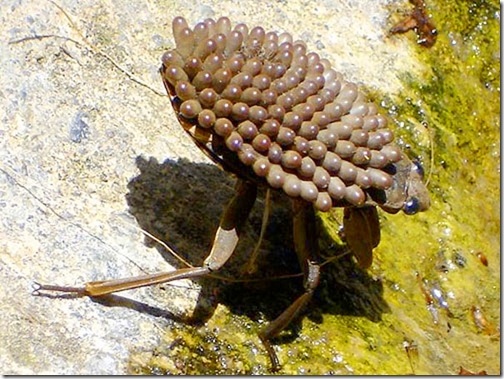 Los insectos y bichos mas grandes del mundo (Impresionantes) Belostomatidae_lethocerus
