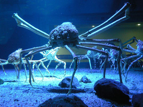 Los insectos y bichos mas grandes del mundo (Impresionantes) Cangrejo_gigante_japones