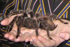 Los insectos y bichos mas grandes del mundo (Impresionantes) Goliath-tarantula
