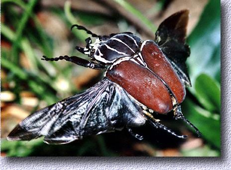 Los insectos y bichos mas grandes del mundo (Impresionantes) Goliath_beetle1