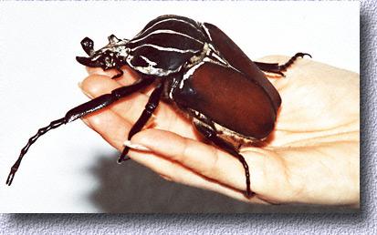 Los insectos y bichos mas grandes del mundo (Impresionantes) Goliathkafer1