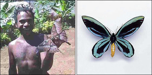 Los insectos y bichos mas grandes del mundo (Impresionantes) Mariposa_gigante