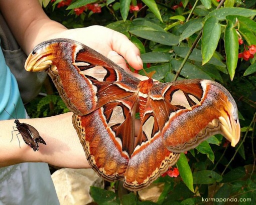 Los insectos y bichos mas grandes del mundo (Impresionantes) Polilla_atlas