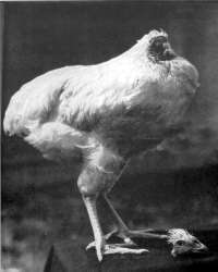 La historia del pollo Mike, “El gallo sin cabeza”. El_pollo_sin_cabeza