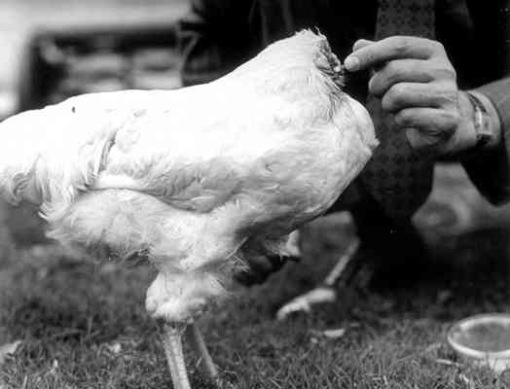 La historia del pollo Mike, “El gallo sin cabeza”. Pollo_sin_cabeza