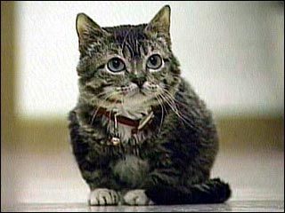 Sr.Peebles el gato mas pequeo del mundo:cat:  :cat: :cat:   El-gato-mas-pequeno-del-mundo