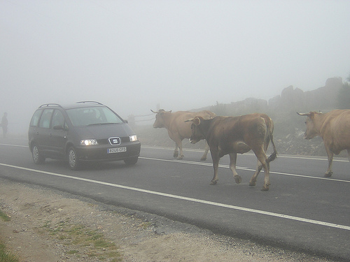 vacas_en_la_carretera