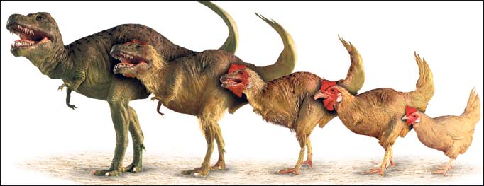 Resultado de imagen de gallina  t rex
