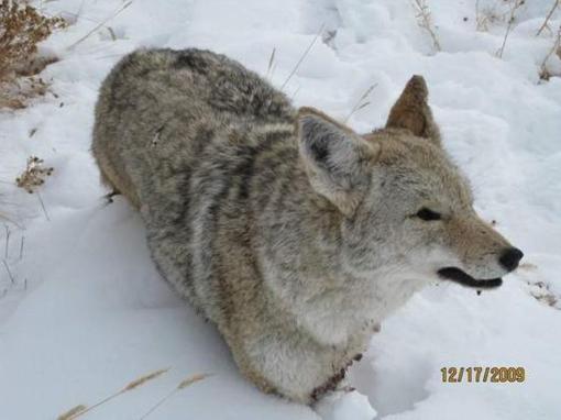 Animales petrificados por frio mientras caminaban Animales_congelados_nieve