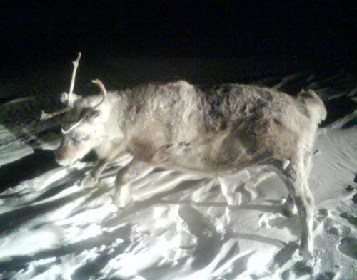 Fotos de cadaveres animales  Caribou_congelado