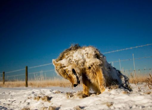  Clima salvaje. Animales petrificados por el frío Coyote_congelado