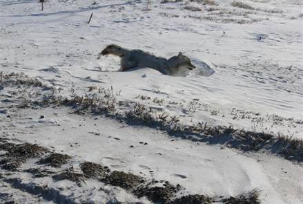 Animales petrificados por frio mientras caminaban Lobo_congelado