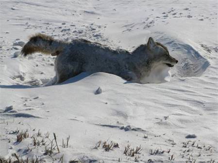Animales petrificados por frio mientras caminaban Lobo_helado