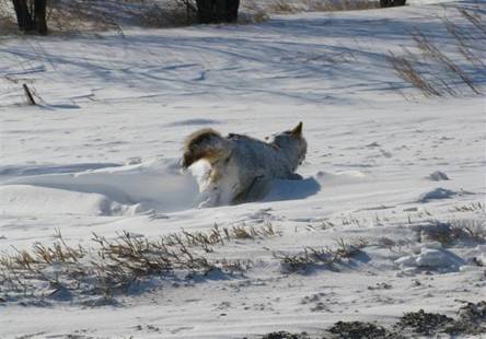 Animales petrificados por frio mientras caminaban Muerto_congelado_nieve