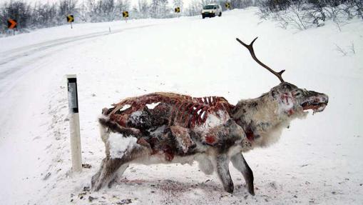 Fotos de cadaveres animales  Reno_congelado