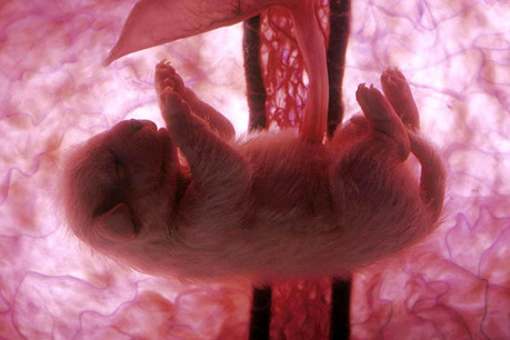 Fotos de fetos de animales en el vientre materno. Cachorro