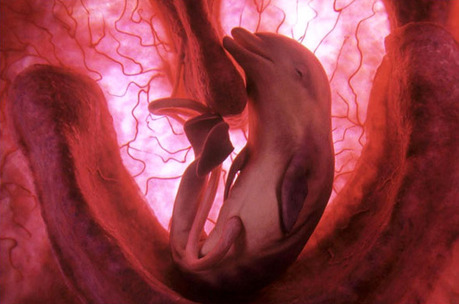 Fotos de fetos de animales en el vientre materno. Delfin