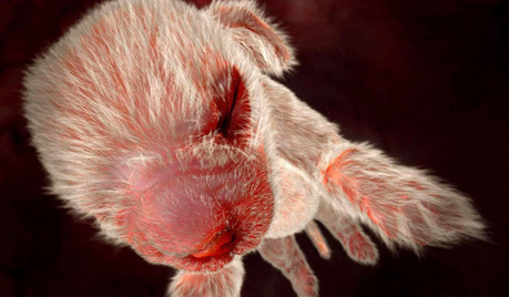 Fotos de fetos de animales en el vientre materno. Fotos_sorprendentes