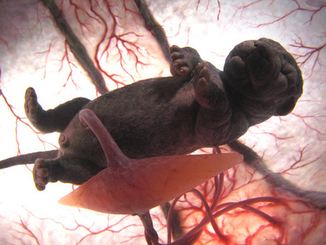 Fotos de fetos de animales en el vientre materno. Imagenes_impactantes