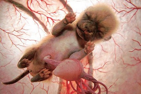 Fotos de fetos de animales en el vientre materno. National-geographic1
