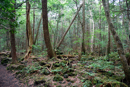 El bosque de Aokigahara, la meca de los suicidas en Japón. Aokigahara-jukai