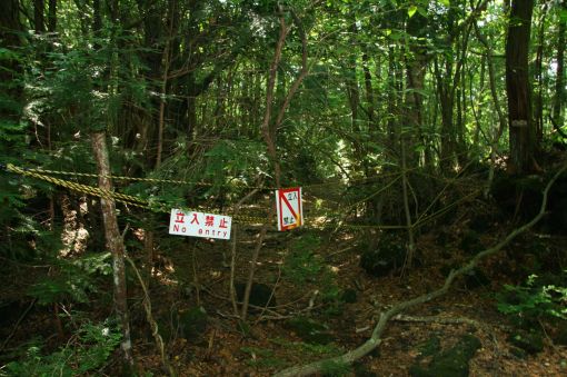 El bosque de Aokigahara, la meca de los suicidas en Japón. Img_7049