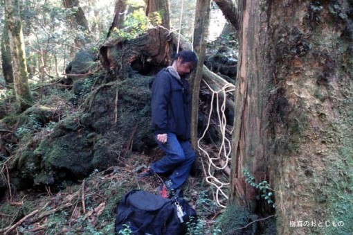 El bosque de Aokigahara, la meca de los suicidas en Japón. Oakigahara_japon