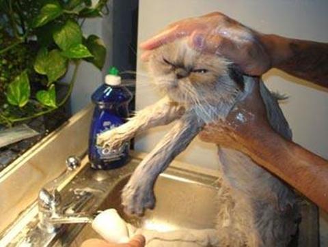 El undécimo mandamiento: No mojarás a tu gato Gato_mojado