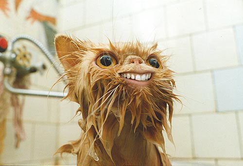 El undécimo mandamiento: No mojarás a tu gato Wetfacecat