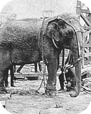  Cuando los elefantes eran condenados a muerte. Topsy-parada