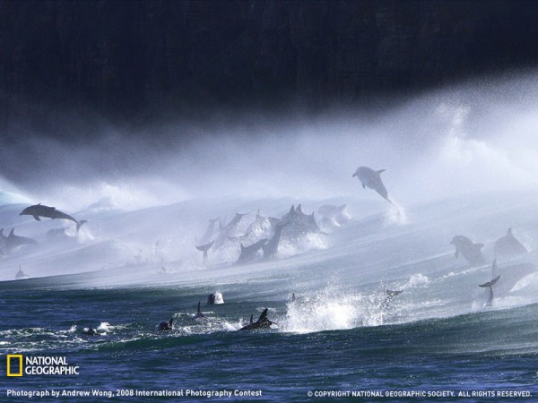 [Imagen: bottlenose-dolphins-at-waterfall-bluff.jpg]