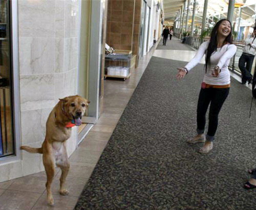 Faith, el perro que camina en dos patas Historias-de-perros-famosos1