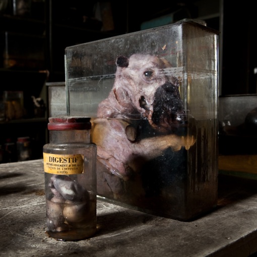 Escuela de veterinaria abandonada, el museo del terror Experimentos-formol-fetos-veterinaria