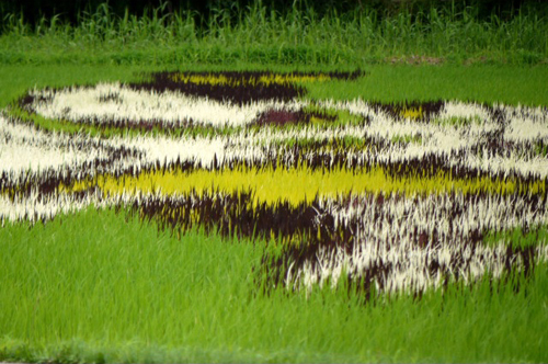 Obras de arte en los arrozales japoneses Rice_art_2010_6