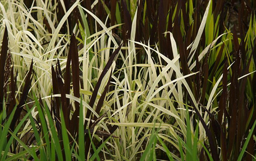 Obras de arte en los arrozales japoneses Tipos-de-arroz