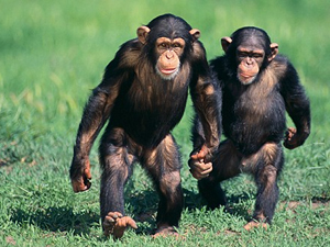 Resultado de imagen de chimpances